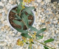 Olive tree plant