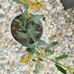 Olive tree plant