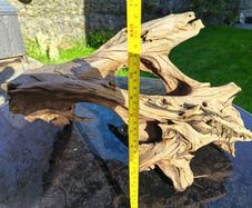 Malaysian bogwood