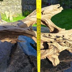 Malaysian bogwood