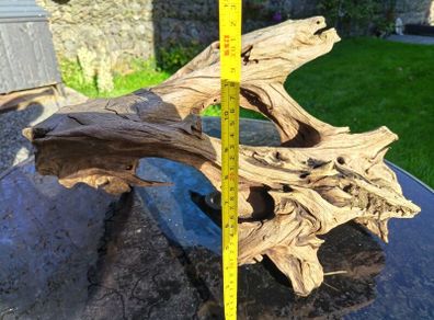 Malaysian bogwood