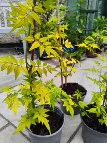 Jasminum (Golden leaved) fragrant climber