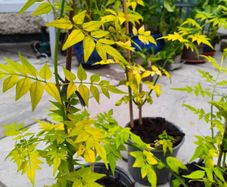 Jasminum (Golden leaved) fragrant climber