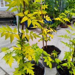 Jasminum (Golden leaved) fragrant climber