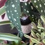 Selection of Five Artificial House Plants Image 6