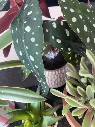 Selection of Five Artificial House Plants