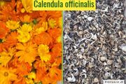 Organic "Calendula Officinalis" Seeds