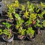Laurel hedging Image 2