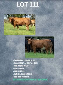Livestock