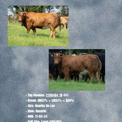 Livestock