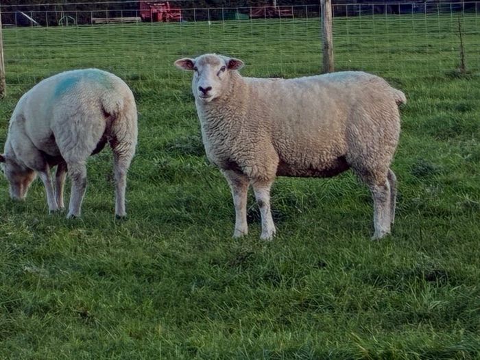 Pedigree Galway ewes