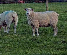 Pedigree Galway ewes