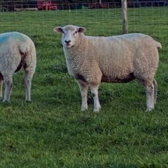 Pedigree Galway ewes