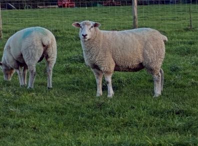 Pedigree Galway ewes