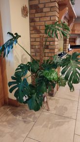 Monstera Deliciosa Plant
