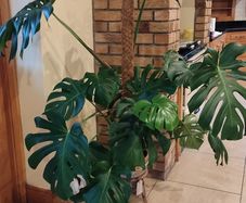 Monstera Deliciosa Plant