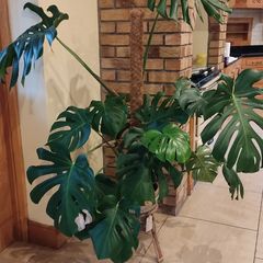 Monstera Deliciosa Plant