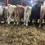 Seven Charlaois Bull Weanlings Image 5