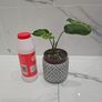 Syngonium Mojito Mottled - house plant - indoor plant Image 4