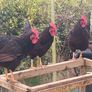 hatching Eggs and chick's Image 5