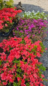 Azalea Evergreen Plants