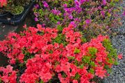 Azalea Evergreen Plants