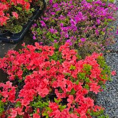 Azalea Evergreen Plants