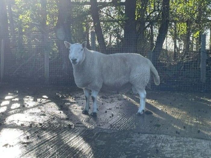 North Country Cheviot Aged Ram