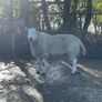 North Country Cheviot Aged Ram Image 2