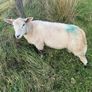 Charolais Cross Ram Image 2