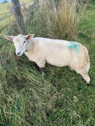 Charolais Cross Ram