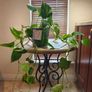 hanging plant Image 5