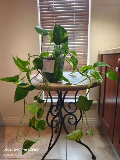 hanging plant