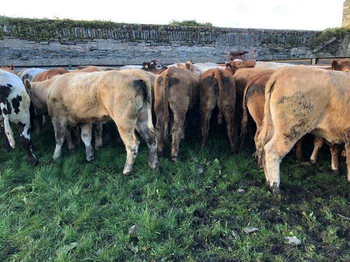 47 super store heifers 450 kg