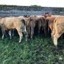 47 super store heifers 450 kg Image 8