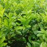 Instant hedge - Laurel 80 - 85cm  tall and bushy Image 2