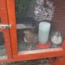 poultry Image 2