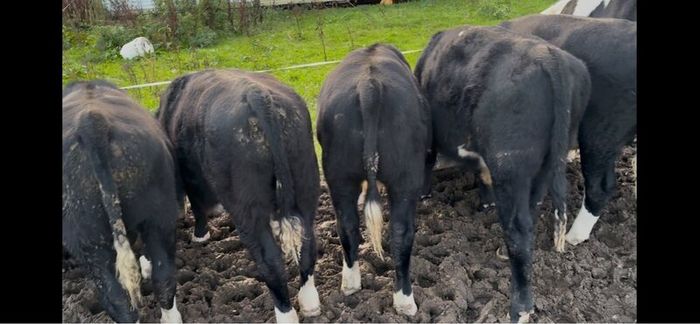 8 Bulls for sale