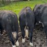 8 Bulls for sale Image 5