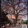 Thomas Pakenham / In Search of Remarkable Trees / 1st edition/ 2007 Image 2