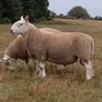 North Country Cheviot Rams Image 5
