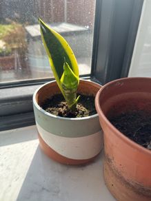 baby snake plants