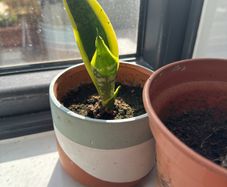 baby snake plants