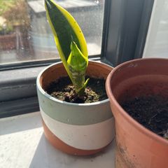 baby snake plants