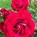 irish flower