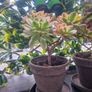 succulents Image 5