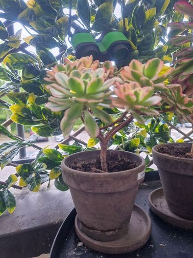 succulents