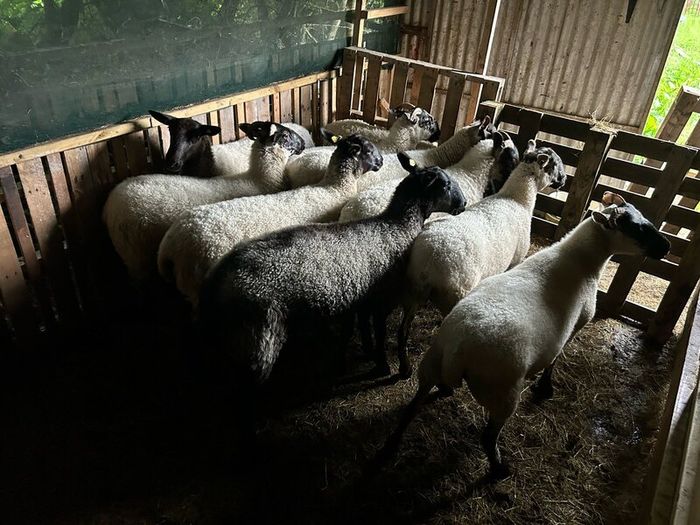 Hoggets