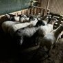Hoggets Image 2