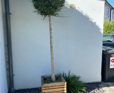 lollipop trees